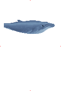Baby Humpback Whale image from Dave the Diver Wiki