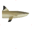 Blacktip Reefshark image from Dave the Diver Wiki