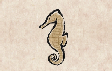 刺猬海马的图片