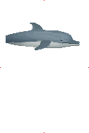 Indo-Pacific Bottlenose Dolphin的图片