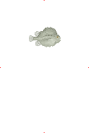 Lumpfish image from Dave the Diver Wiki