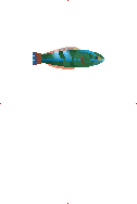 Rainbow Wrasse image from Dave the Diver Wiki