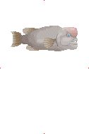 Sheepshead image from Dave the Diver Wiki
