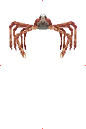 Spider Crab image from Dave the Diver Wiki