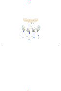 White Spotted Jellyfish image from Dave the Diver Wiki