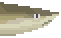 Blacktip Shark Meat image