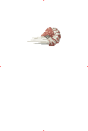 Chambered Nautilus Sushi image