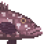 Dusky Grouper Sushi image