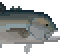 Giant Trevally Sushi image
