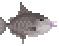 Grey Triggerfish Sushi image