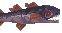 Dredge Fanged Cod的图片