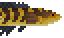 Emperor Snakehead的图片