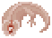 Lizard Meat的图片