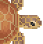 Loggerhead Sea Turtle的图片