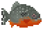 Red Bellied Piranha的图片