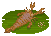 Crab Trap Ciurcopterus的图片