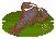 Crab Trap Common Yabby的图片