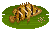 Indonesian Tiger Perch的图片